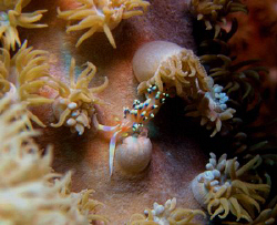 This nudi was fighting to keep from being swallowed by th... by Allison Finch 